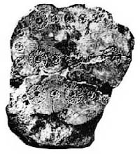 tablier_Nimrud_rosettes