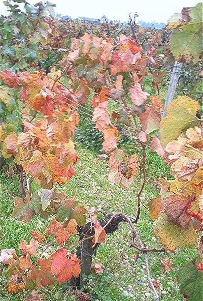 vignards in the country side near Bordeaux